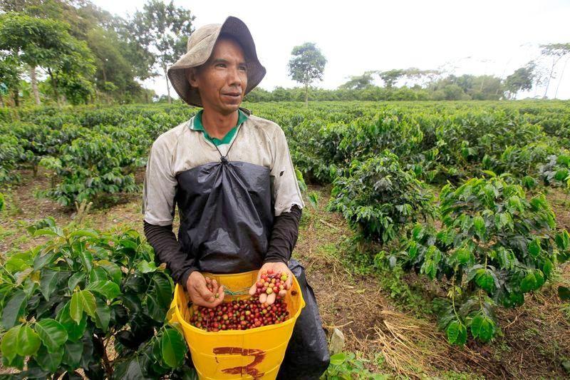 Mercado mundial del café registrará un déficit de 3,1 millones de sacos en 2021/22, dice OIC