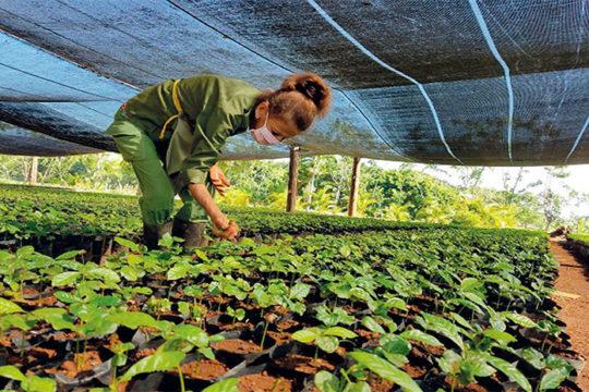 Imagen relacionada con la noticia :Nuevos fondos para fomento agropecuario en Cuba