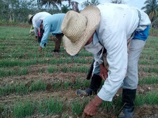 Imagen relacionada con la noticia :Flexibilizaciones a créditos bancarios, en beneficio del sector agrícola 