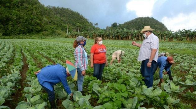 Imagen relacionada con la noticia :Nuevas medidas del sistema bancario cubano para respaldar la producción agrícola